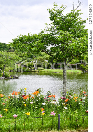 Lilies in full bloom at "Kasui Lily Garden" Lilies in full bloom at "Kasui Lily Garden" 127554869