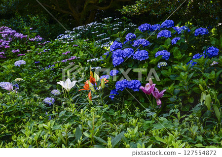 卡西尤里花園的繡球花和百合花盛開 卡西尤里花園的繡球花和百合花盛開 127554872