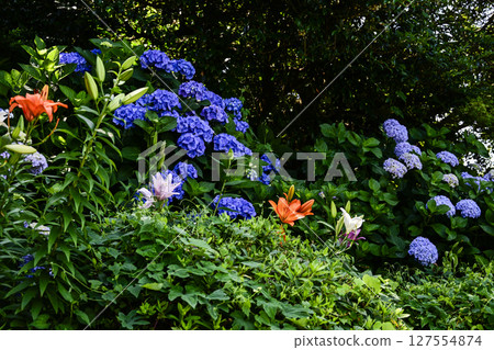 Hydrangeas and lilies at the Kasui Yuri Garden are in full bloom 127554874
