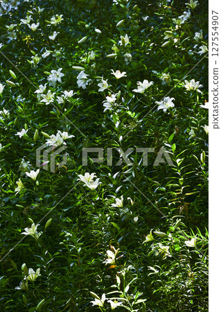 Blooming white lilies at "Kasui Lily Garden" 127554907