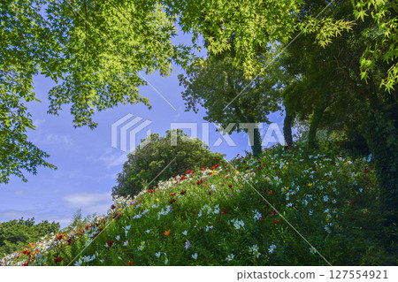 Lilies in full bloom at "Kasui Lily Garden" 127554921