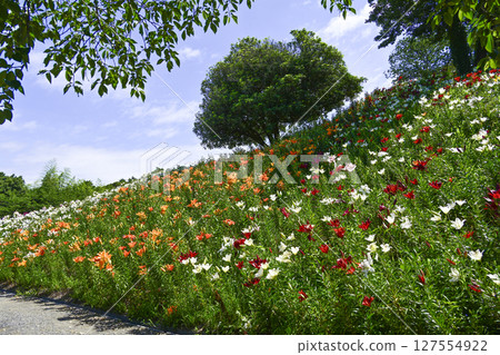 「葵水百合之園」的百合花盛開 127554922