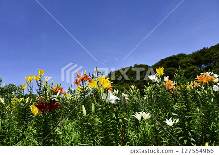 Lilies in full bloom at "Kasui Lily Garden" Lilies in full bloom at "Kasui Lily Garden" 127554966