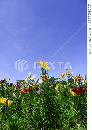 Lilies in full bloom at "Kasui Lily Garden" 127554967