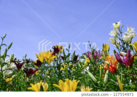 Lilies in full bloom at "Kasui Lily Garden" 127554971