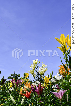 Lilies in full bloom at "Kasui Lily Garden" 127554972