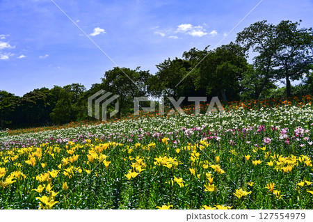 Lilies in full bloom at "Kasui Lily Garden" 127554979