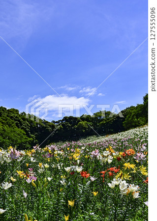 「葵水百合之園」的百合花盛開 127555096