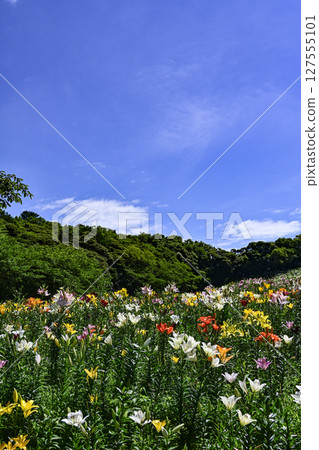 「葵水百合之園」的百合花盛開 「葵水百合之園」的百合花盛開 127555101