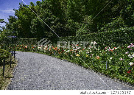 Lilies in full bloom at "Kasui Lily Garden" 127555177