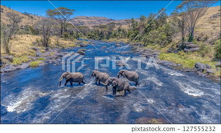 Elephants are crossing the Olifant river in an evening shot at Kruger national park 127555232