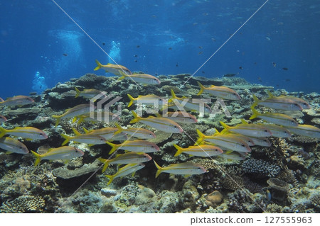 Underwater photo of red goatfish swarming on a coral reef Underwater photo of red goatfish swarming on a coral reef 127555963