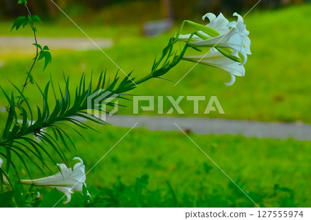 A trumpet lily falls over under the weight of its large flowers A trumpet lily falls over under the weight of its large flowers 127555974