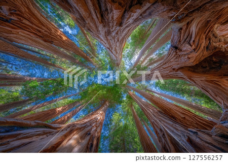 A tall forest of sequoias can be found in California's Yosemite National Park 127556257