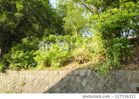 葉山繡球花公園的繡球花 葉山繡球花公園的繡球花 127556351