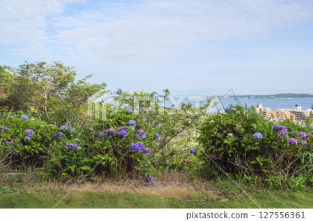 Hydrangeas at Hayama Hydrangea Park Hydrangeas at Hayama Hydrangea Park 127556361