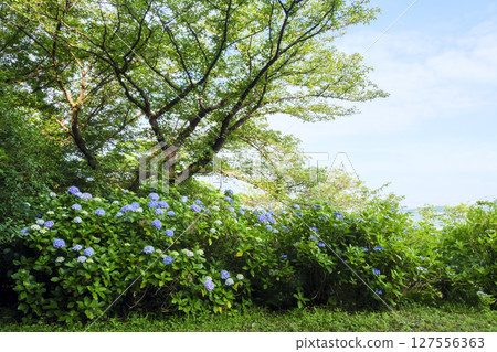 Hydrangeas at Hayama Hydrangea Park 127556363