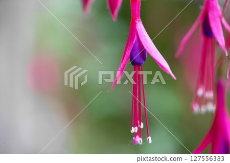 Fuchsia Fuchsia 127556383