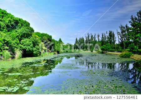 Tokyo: A view of poplar trees and water lilies in Mizumoto Park Tokyo: A view of poplar trees and water lilies in Mizumoto Park 127556461