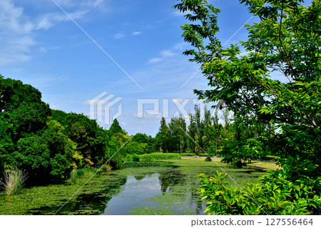 Tokyo: A view of poplar trees and water lilies in Mizumoto Park Tokyo: A view of poplar trees and water lilies in Mizumoto Park 127556464