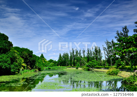 Tokyo: A view of poplar trees and water lilies in Mizumoto Park 127556466
