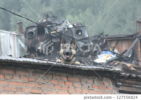 A dog remains faithful and sits on the remains of the wall of an old house in the city that was destroyed by fire 127556824