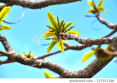 晴朗的天空和桃花的嫩葉 127557186