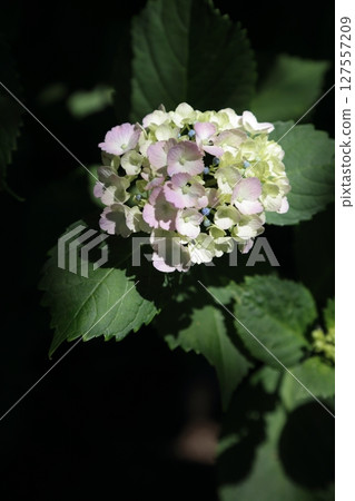 Hydrangea blooming quietly 127557209