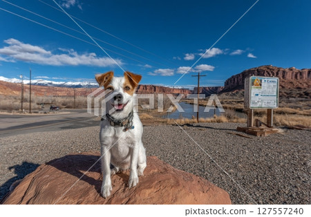 A dog is sitting on a rock in Canyonlands National Park, Utah 127557240