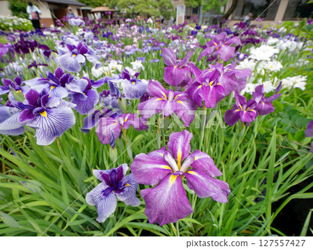 東京堀切菖蒲園盛開 127557427