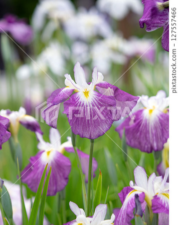 盛開的鳶尾花，東京 127557466