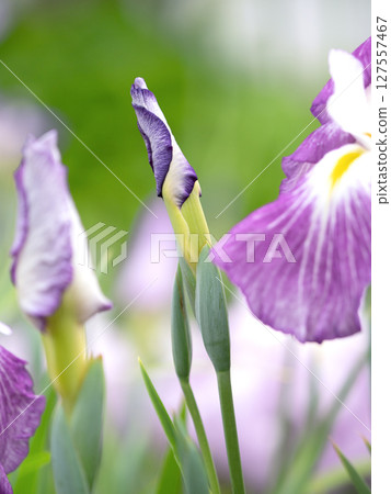 盛開的鳶尾花，東京 127557467