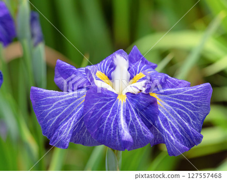 盛開的鳶尾花，東京 127557468