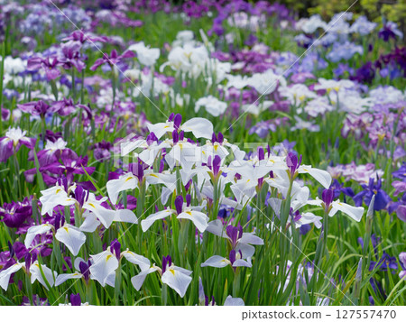 盛開的鳶尾花，東京 127557470