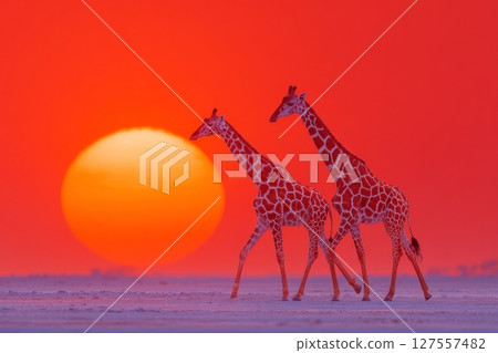 A giraffe is walking through the bush on the desert pan at sunset in Etosha National Park, a primary travel destination in Namibia, Africa, captured in a profile view with scenic soft light 127557482
