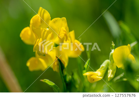 Yellow wildflower in the sunlight Yellow wildflower in the sunlight 127557676