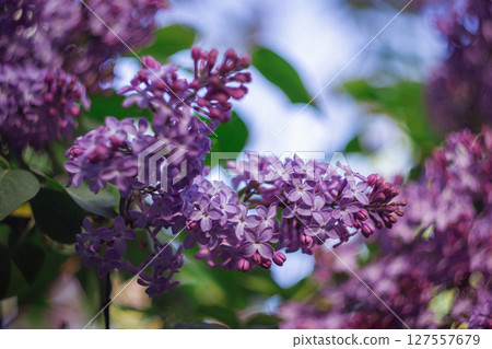 A branch of blooming lilac A branch of blooming lilac 127557679
