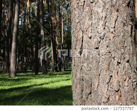Closeup view of sunlight falls on the bark of an old tree in a dense forest on background Closeup view of sunlight falls on the bark of an old tree in a dense forest on background 127557797