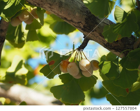 Ginkgo tree Ginkgo Ginkgo tree Ginkgo 127557804
