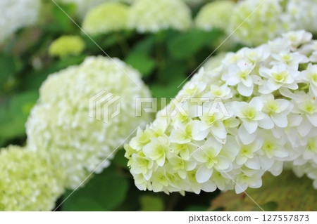 Kashiwaba繡球花 Kashiwaba繡球花 127557873