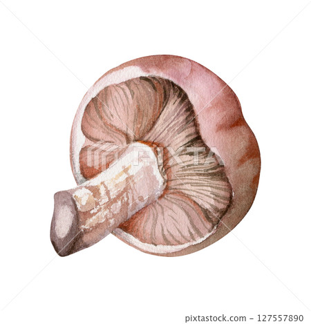 Lactarius milk-cap russula mushroom fungus. Single element hand drawn in watercolor. Autumn forest harvest, edible raw ingredient for vegan cooking. Herbarium, foraging journals, kitchen decor art. Lactarius milk-cap russula mushroom fungus. Single element hand drawn in watercolor. Autumn forest harvest, edible raw ingredient for vegan cooking. Herbarium, foraging journals, kitchen decor art. 127557890