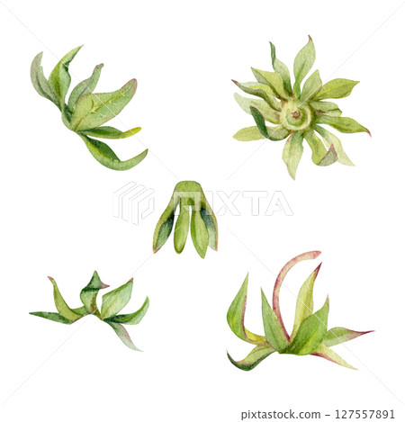 Strawberry fruit receptacle seed pod torus cluster petals leaves on stem, hand drawn in watercolor, forest cloudberry dewberry boysenberry mulberry loganberry. Botanical isolated element illustration Strawberry fruit receptacle seed pod torus cluster petals leaves on stem, hand drawn in watercolor, forest cloudberry dewberry boysenberry mulberry loganberry. Botanical isolated element illustration 127557891