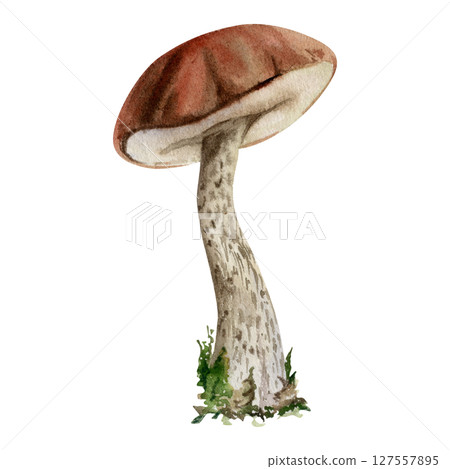 Birch bolete cep leccinum mushroom fungus, scaber stalk. Single element hand drawn in watercolor. Autumn forest harvest, vegan cooking edible raw ingredient. Book illustrations, calendar poster art 127557895