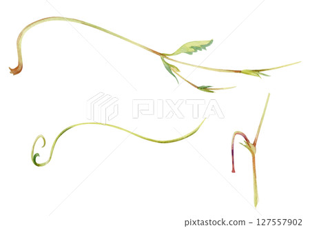 Tree berry flower or bush plant vine tendril creeper stem branch twig leaves hand drawn in watercolor. Botanical illustration isolated element. Wedding stationery, florist shop, bouquet embellishment Tree berry flower or bush plant vine tendril creeper stem branch twig leaves hand drawn in watercolor. Botanical illustration isolated element. Wedding stationery, florist shop, bouquet embellishment 127557902