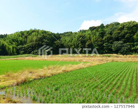 Japanese countryside landscape 01 127557946