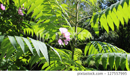 Jungle Forest Background. Pink Flower In Bloom On A Tropic Plants Background  127557995