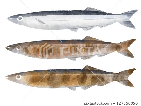 Illustration of saury fish, hand-drawn, watercolor style 127558056