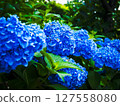 Blue hydrangea 127558080
