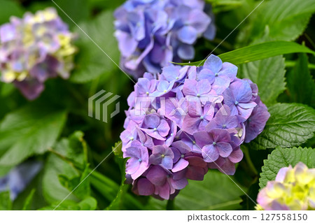hydrangea   127558150