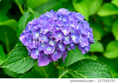繡球 127558155